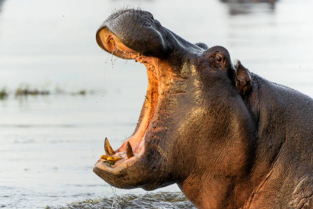 istock Hippopotamus yawning in the Okavango Delta 2154996512