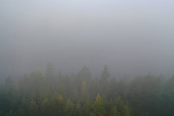 Finland autumn forest wilderness fog aerial view