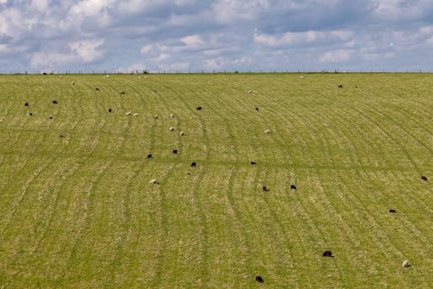Grazing sheep in rural Sussex, on a sunny May day