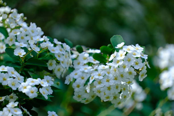 istock Spiraea betulifolia 2154999104