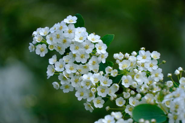 istock Spiraea betulifolia 2154999133