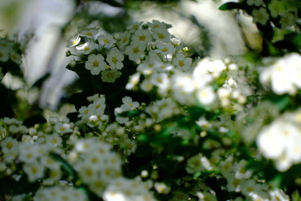 Birchleaf meadowsweet blooms beautifully in the park