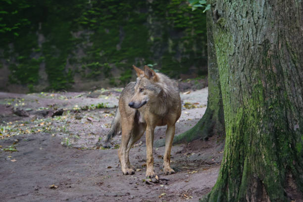 gray wolf standing in the middle of the forest