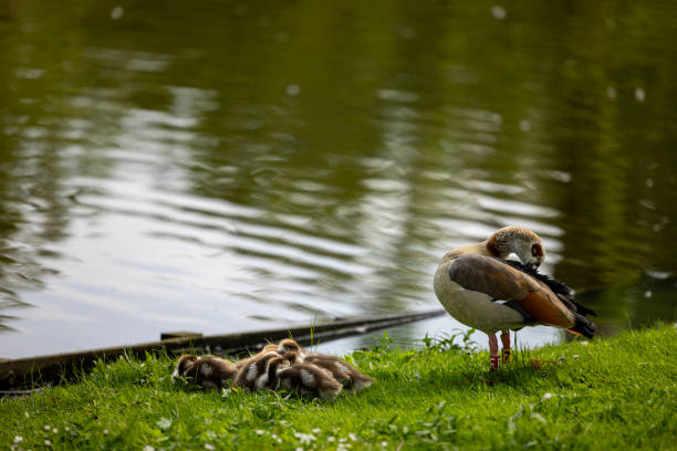 A mother goose and her young geese at the forest