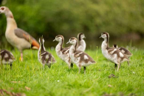 A mother goose and her young geese at the forest