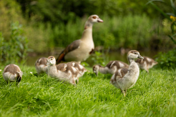 istock A mother goose and her young geese walking 2155001007