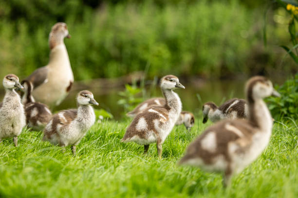 istock A mother goose and her young geese walking 2155001008