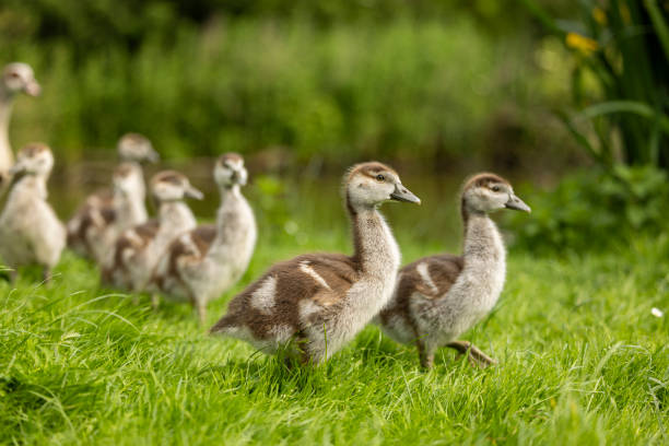 A mother goose and her young geese walking along the riverbank