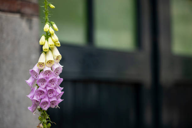 foxglove flower at the street
