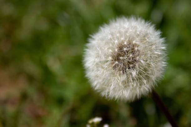 istock Fluffy white dandelion - on green grass background 2155001825
