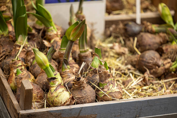 plant amaryllis on the wooden crate