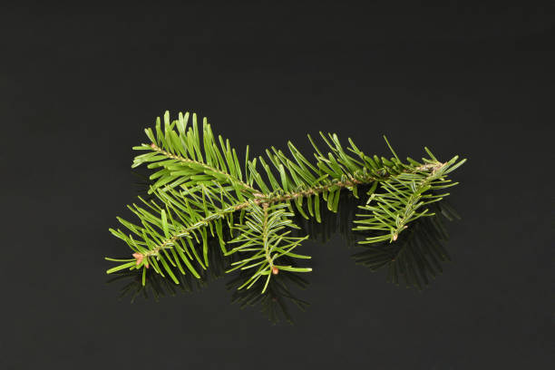 istock Spruce branch isolated on acrylic black background. High resolution photo. 2155002347