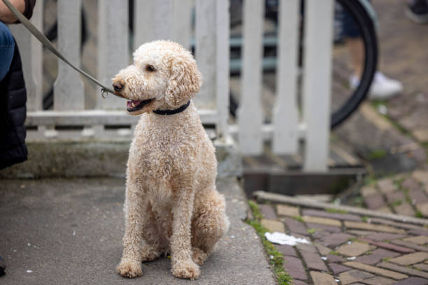 Bedlington Terrier breed dog on the street