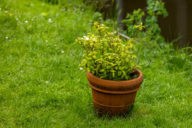 potted plants at the garden