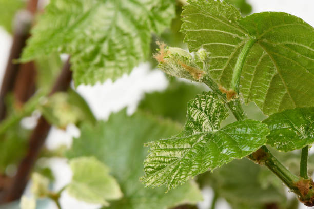 istock Young shoots of grapes on white. Side view. 2155002521