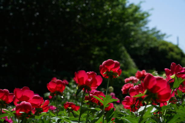 Beautiful flower of paeonia plant