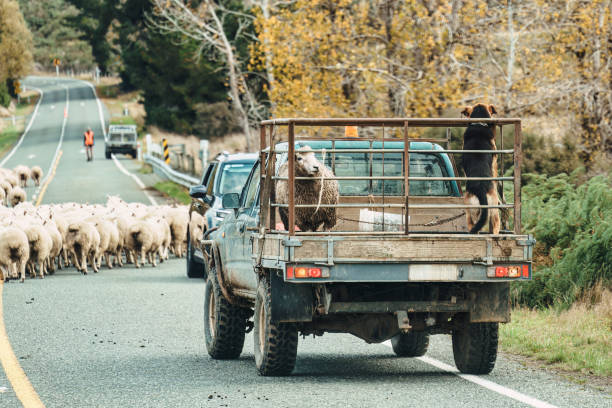 istock Shepherd herding sheep into stall after releasing them to graze in rural field 2155003903