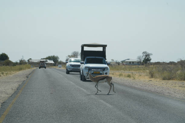 Etosha National Park, Namibia - August 10, 2018: Shows a springbok crossing the road in front of some safari vehicles, with a few trees and dry, sparse vegetation under a clear sky.