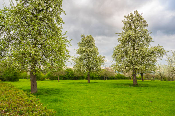 Blossoming fruit trees during springtime in South Limburg, Netherlands. Southern Limburg has long been one of The Netherland's main fruit-growing areas.