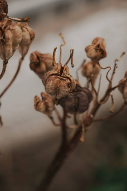 istock Autumn Flower Seeds 2155006005