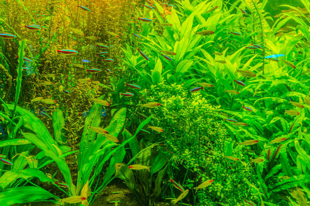 cardinal neon fish in the aquarium. On green
