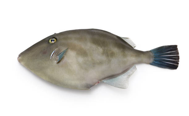 istock filefish ( umazurahagi ) ikejime,  Japanese seafood. 2155008169