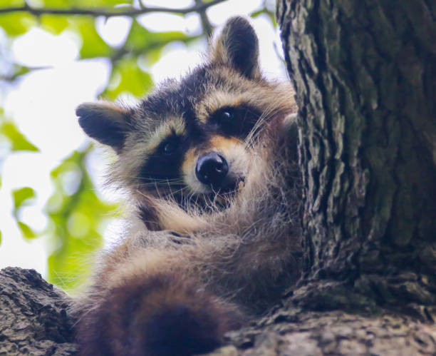 istock Raccoon Sitting on Tree Branch Close Up 2155008682