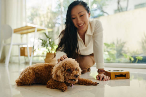istock Dog Enjoying Being Petted 2155008913