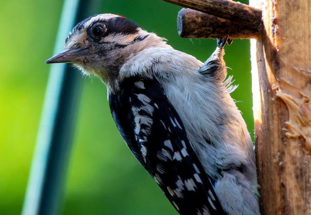 A Downy Woodpecker on a Peanut Butter bird feeder