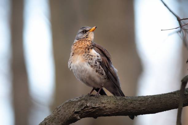 The fieldfare (Turdus pilaris) or the snowbird