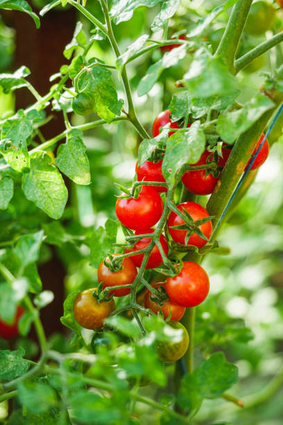 istock fresh juicy cherry tomatoes in the greenhouse 2155012787