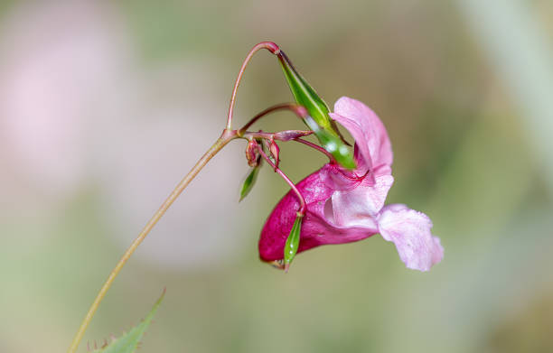 close-up of a blossom of jumping jacks.  neophyte or invasive plant.