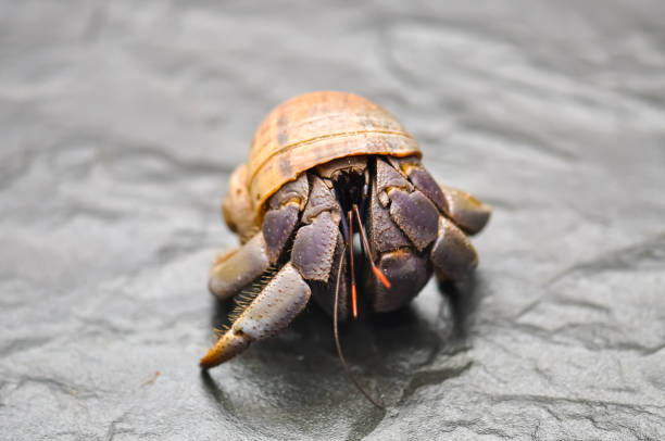 Small Brown hermit crab on a rock on a sandy beach in Okinawa  Japan