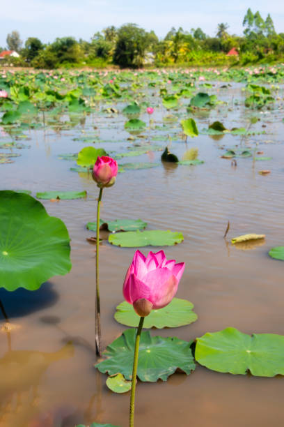 istock Lotus flower field on water in Asia 2155014846