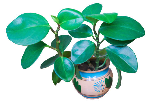 Close-up of peperomia leaves growing in a pot isolate on a white background. Peperomia obtusifolia.