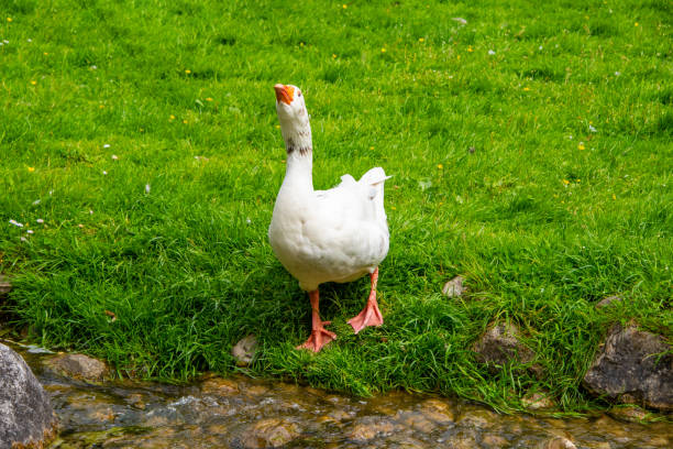 Egyptian goose is standing on the daisy meadow