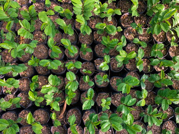 istock Guava nursery - Stock Foto 2155015752