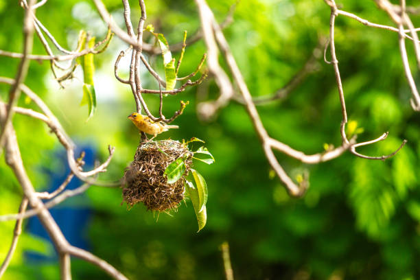 Tiny Asian yellow warbler bird building the nest by pulling twigs together in the morning.
