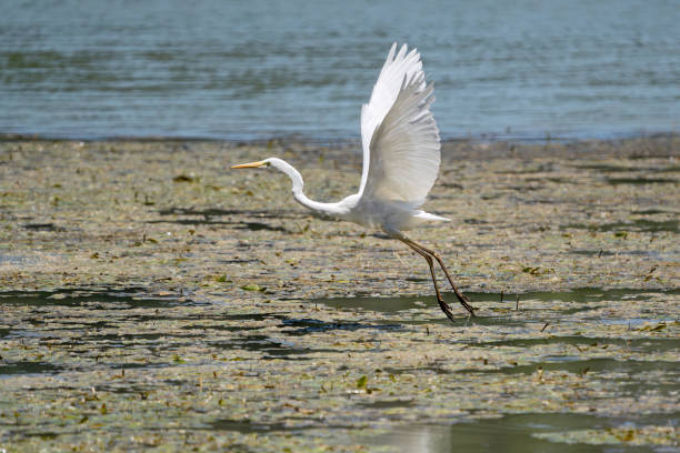istock Great Egret flying, Lazio Italy 2155016226