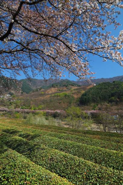 istock Cherry blossoms in Hadong-gun, Korea 2155017851