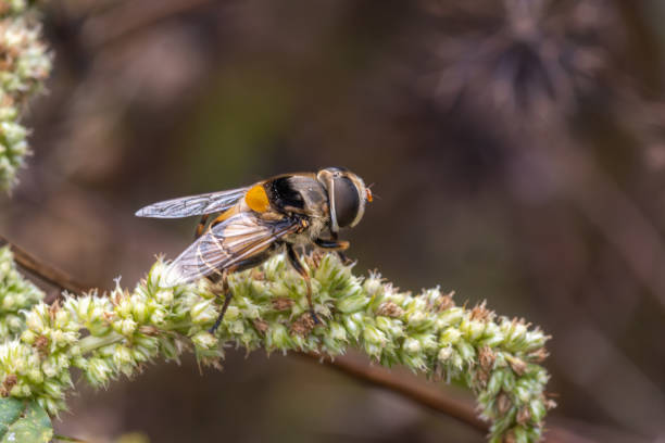 istock Bicolored Plushback Hoverfly, (Palpada pusilla), syrphe, syrphidae, syrphid. 2155018936