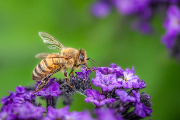 Honey bee, (Apis mellifera), Abeille ouvriere, Apidae.
