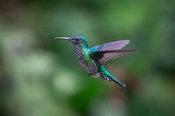 istock White-necked jacobin female, (Florisuga mellivora), Colibri Jacobin femelle. 2155019149