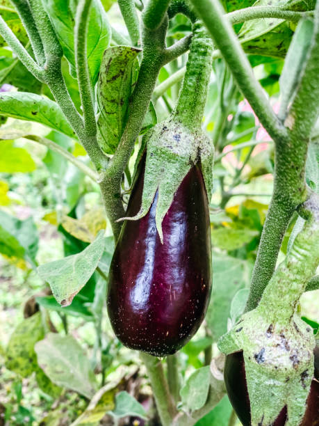 istock Eggplants ripening in the home garden 2155019319