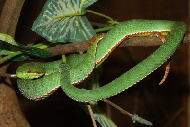 istock The pope green pit viper snake in forest 2155019438