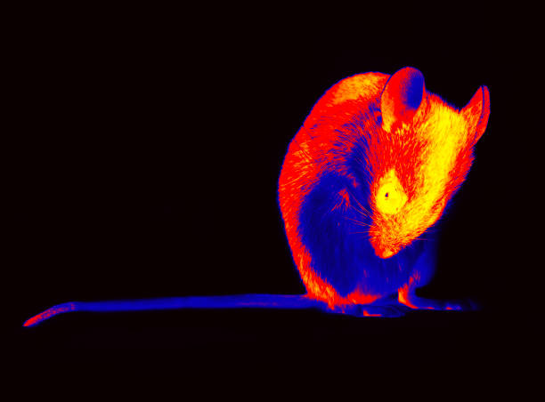 istock Wild forest and field mice infrared isolated 2155019460