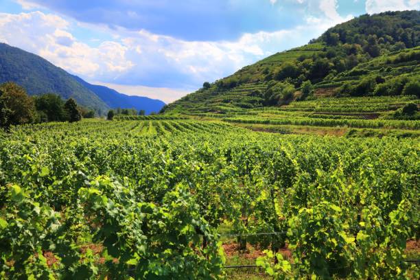 istock Wachau Danube Valley wine land in Austria 2155019901