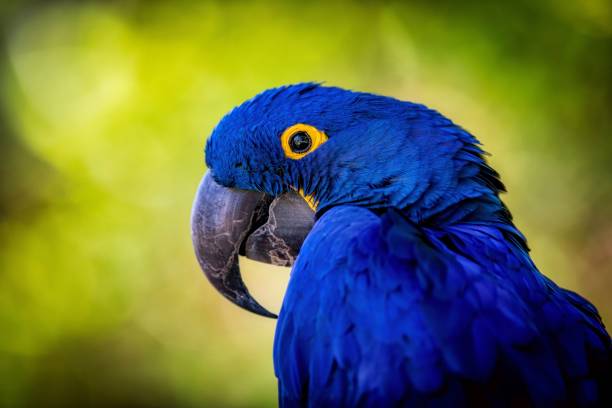 istock Close Up of a Blue Parrot (Hyacinth Macaw) With Yellow Eyes 2155020206