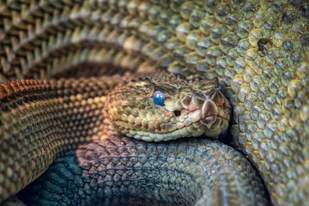 istock Close Up of a Snake 2155020208