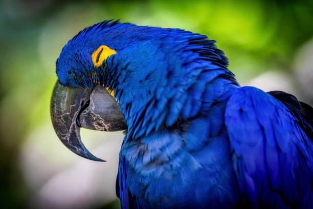 Close Up of a Blue Parrot (Hyacinth Macaw)